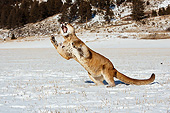 COU 01 MC0010 01
Cougar Running Through Snow Montana