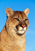 COU 01 RK0015 02
Head Shot Of Mountain Lion
