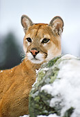 COU 01 RK0061 03
Portrait Of Cougar In Snow
