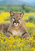 COU 01 RK0067 34
Head Shot Of Cougar Laying In Yellow Flower Field