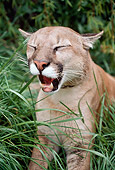 COU 01 RK0078 01
Close Up Of Cougar Laying In Grass Yawning