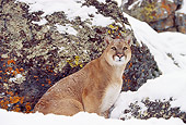 COU 01 RK0116 05
Cougar Sitting In Snow By Rock