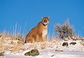 COU 01 RK0159 06
Cougar Sitting On Snow