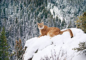 COU 01 RK0163 02
Cougar Laying In Snow