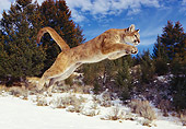 COU 01 RK0188 07
Full Profile Shot Of Cougar Leaping In Air Legs Out Snow Trees And Blue Sky
