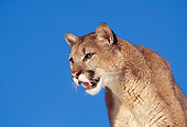 COU 01 RK0219 03
Cougar Head Shot