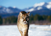 COU 01 RK0231 02
Cougar.