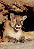 COU 01 RK0297 06
Cougar Resting Underneath Rock