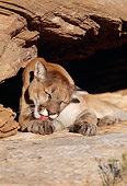 COU 01 RK0298 01
Cougar Laying On Rock Licking Paw