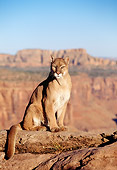 COU 01 RK0327 03
Cougar Sitting On Rock By Canyon