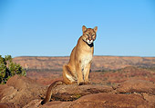 COU 01 RK0329 03
Cougar.