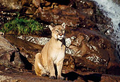 COU 01 RK0356 09
Cougar Sitting On Rocks