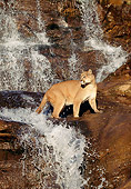 COU 01 RK0367 02
Cougar Walking By Waterfall On Rocks