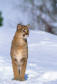 COU 01 TL0007 01
Portrait Of Mountain Lion On Snow