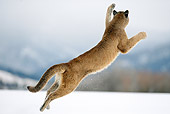 COU 01 WF0001 01
Mountain Lion Leaping Toward Sky On Snow