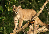 COU 01 DB0002 01
Mountain Lion Juvenile Climbing On Tree Branch