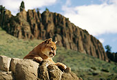 COU 01 DB0003 01
Head Shot Of Mountain Lion Laying On Rock With Blue Sky Mountain