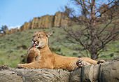 COU 01 DB0005 01
Mountain Lion Laying On Rock Licking Paw Near Tree And Mountain
