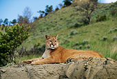 COU 01 DB0006 01
Mountain Lion Laying On Rock Near Trees And Mountain