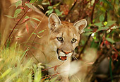 COU 01 DB0008 01
Head Shot Of Mountain Lion Walking Through Forest