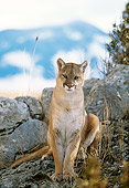 COU 01 DB0009 01
Head On View Of Mountain Lion Sitting On Rocky Outcrop