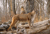 COU 01 DB0010 01
Profile Of Mountain Lion Standing On Log In Forest