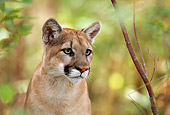 COU 01 DB0011 01
Head Shot Of Mountain Lion In Forest In Summer