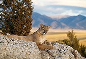 COU 01 DB0012 01
Mountain Lion Laying On Rock Near Trees And Mountain
