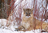 COU 01 DB0014 01
Mountain Lion Laying On Snow In Woods