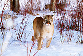 COU 01 DB0015 01
Mountain Lion Approaching Camera In Snow In Woods