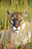 COU 01 LS0001 01
Portrait Head Shot Of Florida Panther Laying In Tall Grass