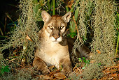 COU 01 LS0002 01
Portrait Of Florida Panther Laying Under Spanish Moss