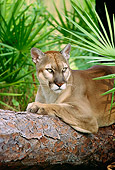 COU 01 LS0003 01
Portrait Of Florida Panther Laying On Log By Palmetto
