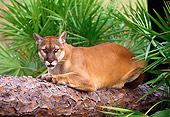 COU 01 LS0004 01
Portrait Of Florida Panther Laying On Log By Palmetto