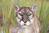 COU 01 LS0005 01
Close-Up Of Florida Pather Laying In Tall Grass