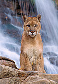 COU 01 NE0001 01
Mountain Lion Sitting At Waterfall Utah