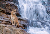 COU 01 NE0002 01
Mountain Lion Standing On Rocks At Waterfall Utah