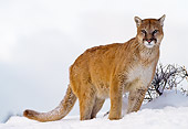 COU 01 NE0003 01
Mountain Lion Standing In Snow Rocky Mountains
