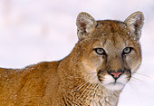 COU 01 NE0004 01
Shoulder Shot Of Mountain Lion Standing In Snow Rocky Mountains