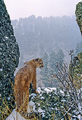 COU 01 NE0005 01
Mountain Lion Standing At Outlook During Snowfall Rocky Mountains