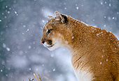 COU 01 NE0006 01
Shoulder Shot Of Mountain Lion Sitting In Snow Rocky Mountains