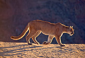 COU 01 NE0007 01
Mountain Lion Walking Along Ridge In Canyonlands Utah