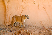 COU 01 NE0008 01
Mountain Lion Walking Red Rock Wall Utah