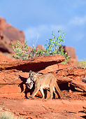 COU 01 NE0011 01
Mountain Lion Mother Carrying Cub Along Red Rocks Utah