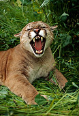 COU 01 RK0035 01
Roaring Cougar Laying In Tall Grass
