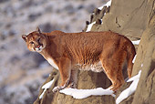 COU 01 RK0131 02
Profile Shot Of Cougar On Rock Mountain