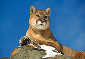COU 01 RK0134 06
Head Shot Of Cougar Laying Up High On Snow Covered Rock Blue Sky