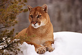 COU 01 RK0169 03
Cougar Laying On Snow By Little Tree