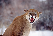 COU 01 RK0182 03
Close Up Shoulder Shot Of Cougar Sitting On Snow Ears Back Snarling Teeth Showing Eyes Closed