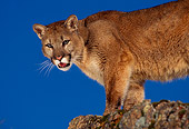 COU 01 RK0220 04
Close Up Of Cougar Standing On Rocks Blue Sky